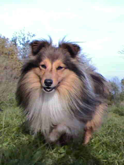 Bandit