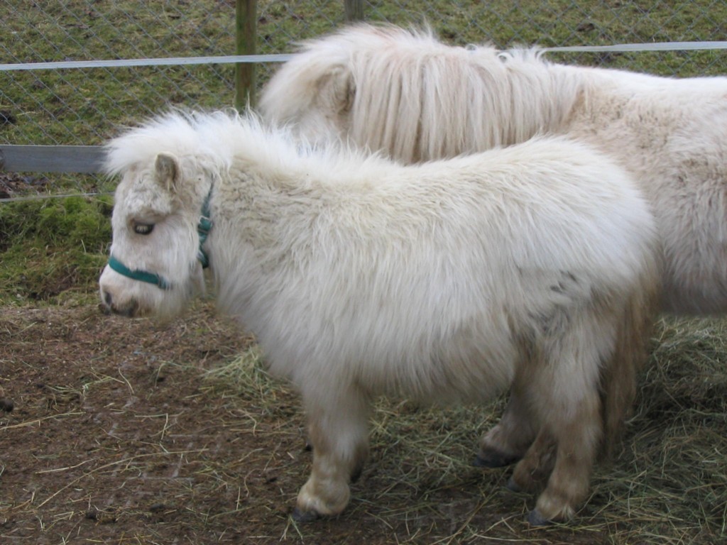 Pino
