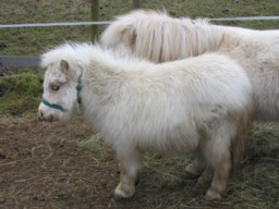 Bild von Pino